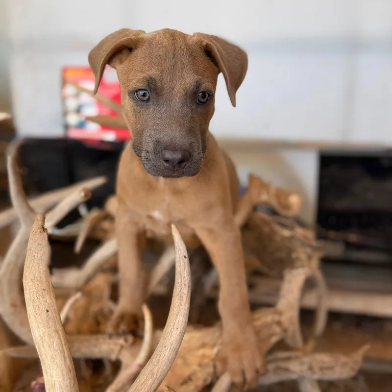 A baby medium-sized male Mixed Breed dog named Thor for adoption in Pearsall, TX