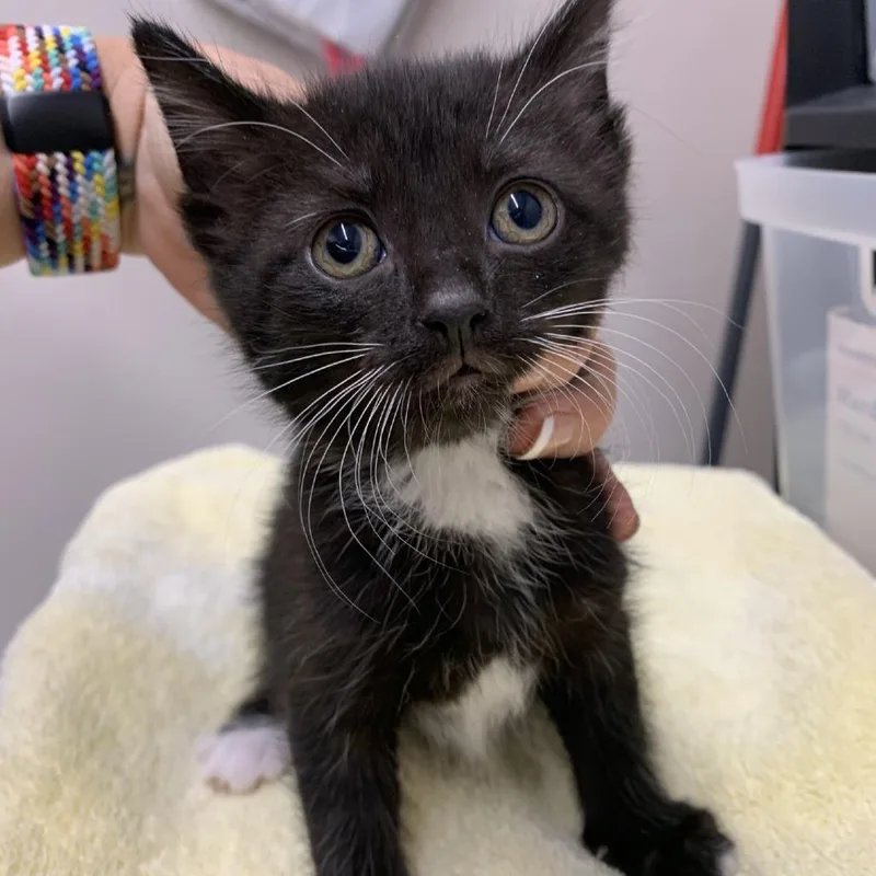A baby small-sized female Black Domestic Short Hair cat named Boots for adoption in Morganton, NC