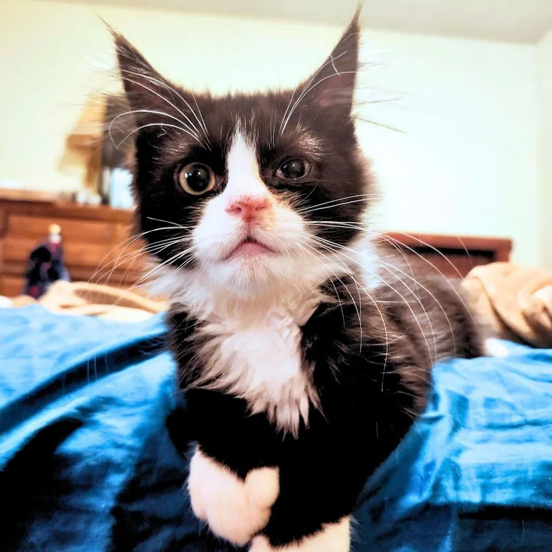 A young small-sized male Black Domestic Long Hair cat named Draven for adoption in Middletown, OH