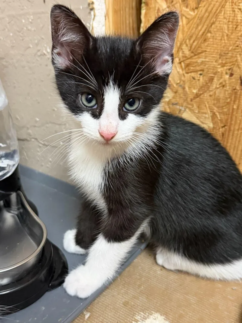 A baby medium-sized male Black & White / Tuxedo Domestic Short Hair cat named Skeeter for adoption in Terrell, TX