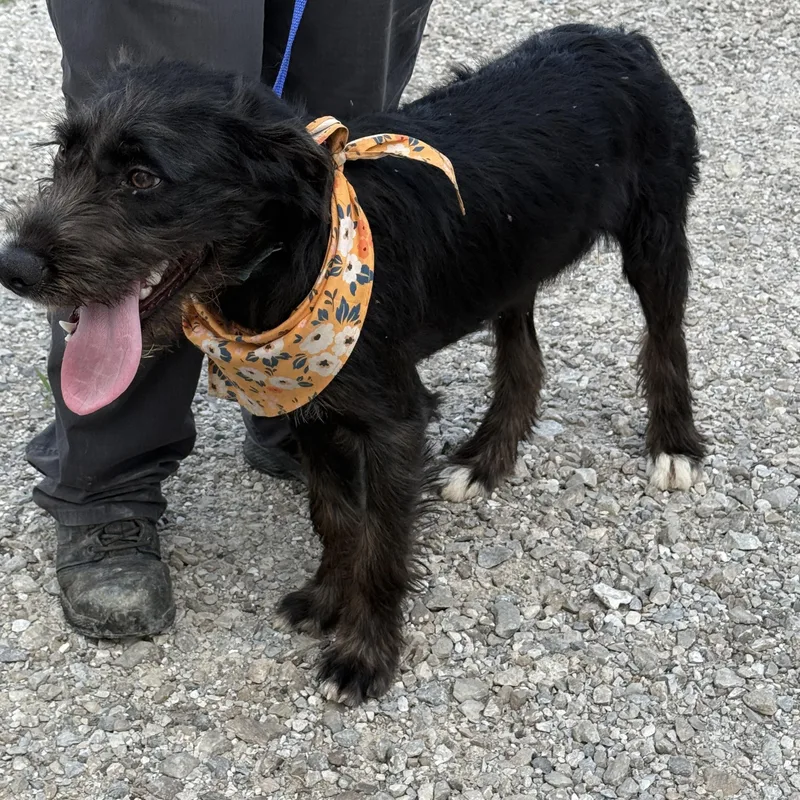 A young medium-sized female Black Schnauzer dog named Susie for adoption in Jeffersonville, IN