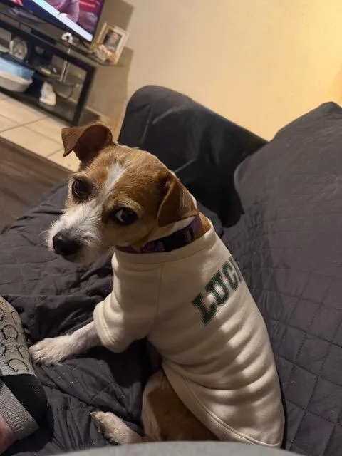 Buster Bear thumbnail 2