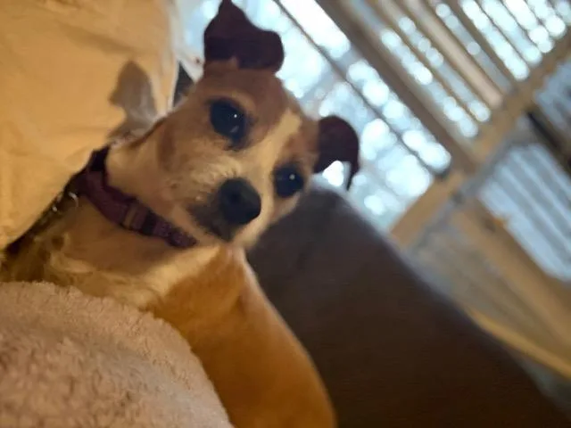 Buster Bear thumbnail 3