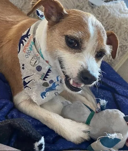 Buster Bear thumbnail 4