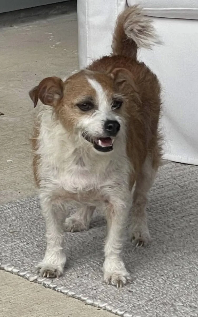 Buster Bear thumbnail 5