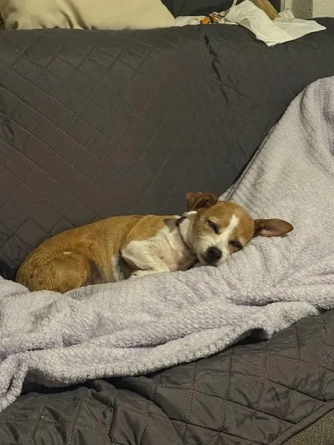 Buster Bear thumbnail 6