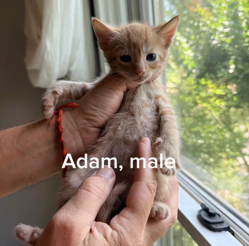 A baby small-sized male Orange / Red Domestic Short Hair cat named Adam for adoption in Shrewsbury, MA