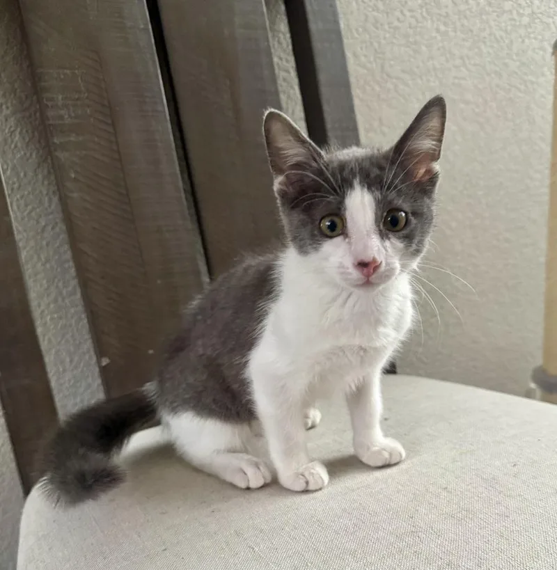 Oliver