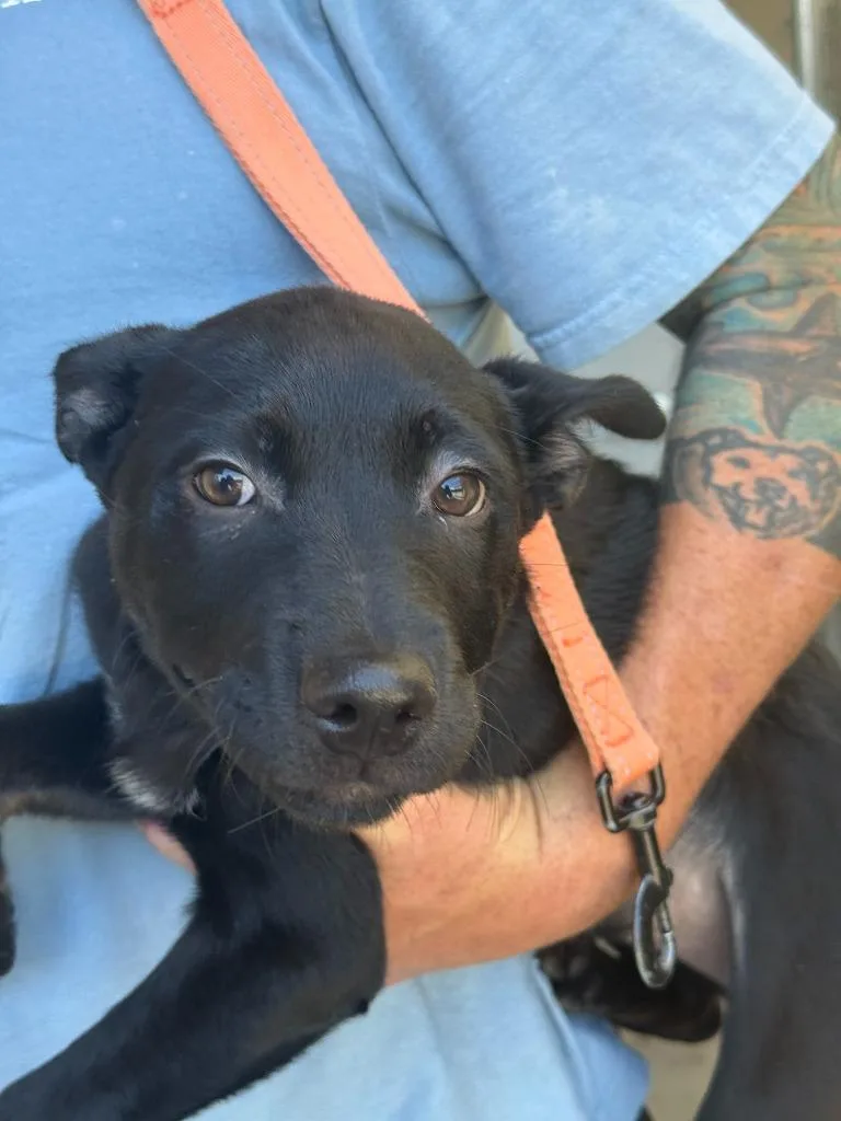 A baby small-sized female Labrador Retriever dog named Millie for adoption in Brookings, OR
