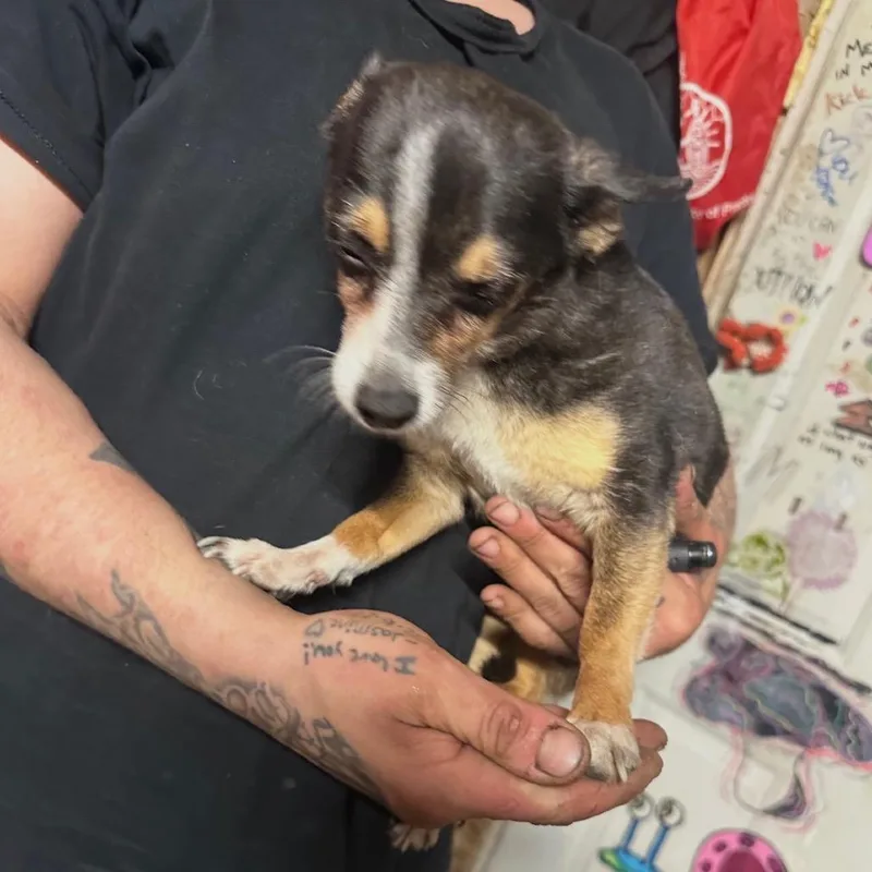 A senior small-sized male Black Chihuahua dog named Zackie for adoption in Tacoma, WA