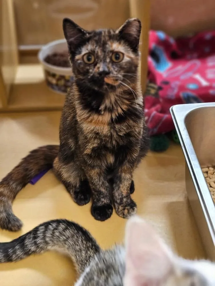 A young medium-sized female Domestic Short Hair cat named Jazzy for adoption in Salisbury, NC