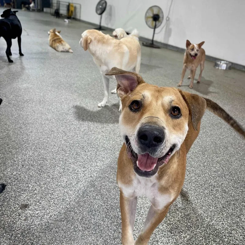 An adult medium-sized male Black Mouth Cur dog named Churro for adoption in Martinez, CA