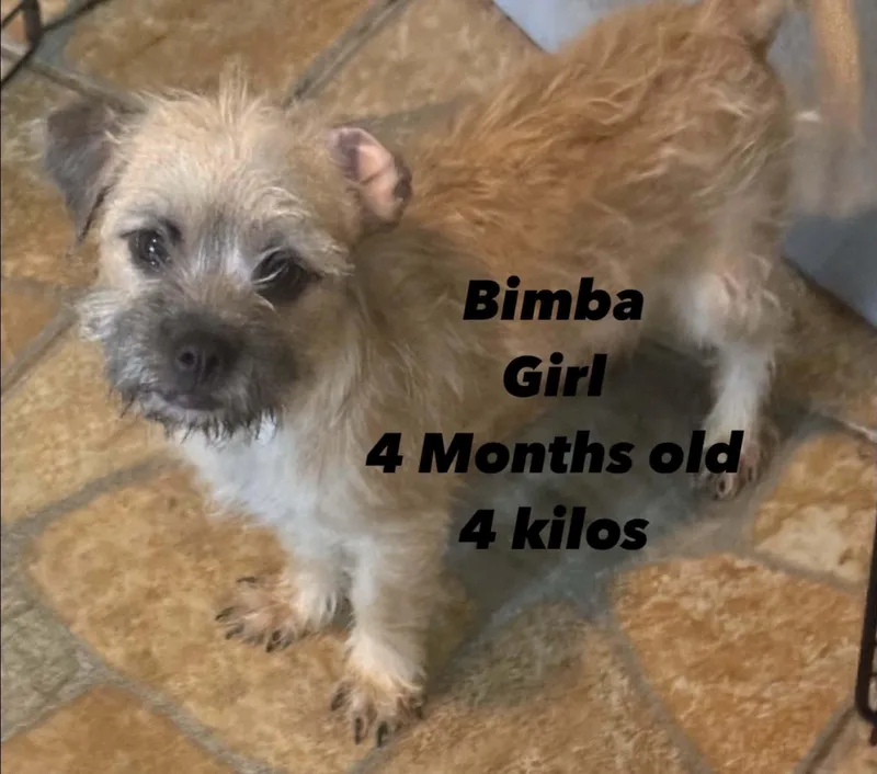 A baby small-sized female Standard Poodle dog named Bimba for adoption in Windsor, CO