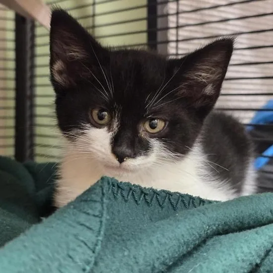 A baby medium-sized female Black & White / Tuxedo Domestic Short Hair cat named Pi for adoption in Prince Frederick, MD