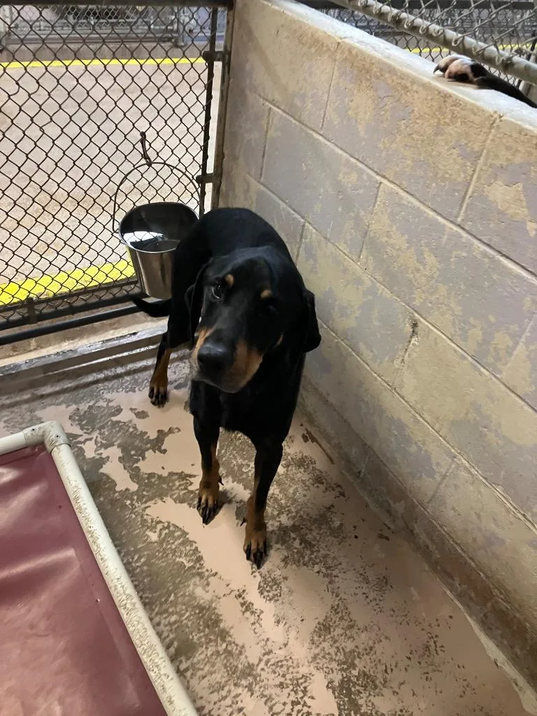 An adult medium-sized male Doberman Pinscher dog named Milky Way for adoption in Troy, OH