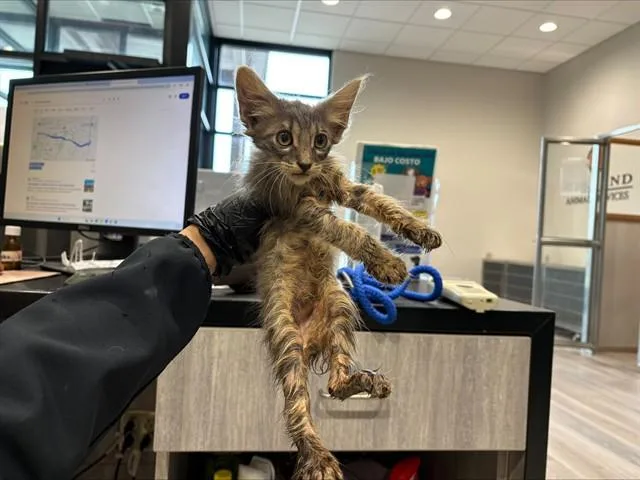 A baby small-sized female Domestic Medium Hair cat named Tori for adoption in Garland, TX
