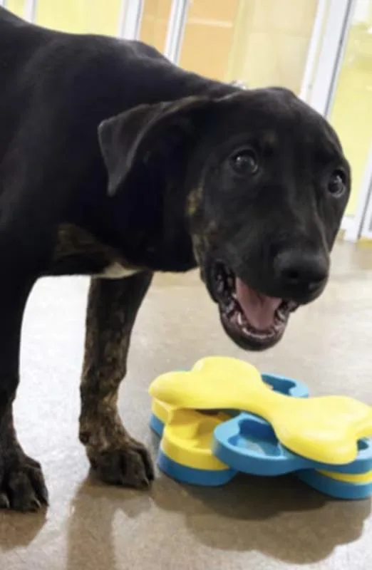 A baby large-sized male Black Boxer dog named Badger for adoption in Morganton, NC