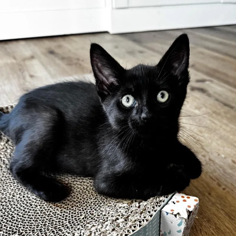 A baby small-sized male Black Domestic Short Hair cat named Corn for adoption in Pacific Palisades, CA