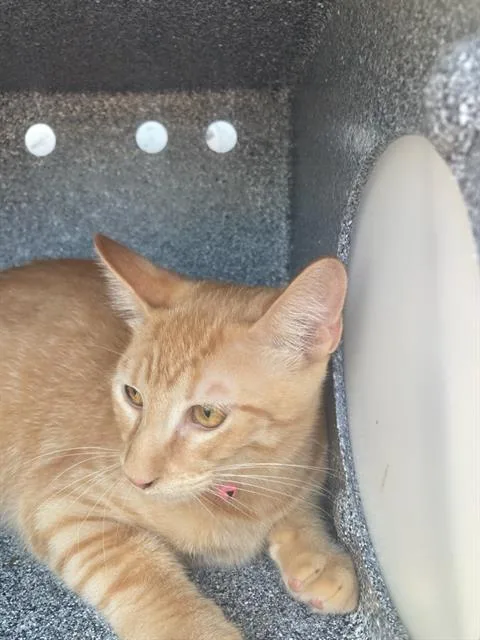 A young large-sized male Domestic Short Hair cat named Athel for adoption in Dallas, TX