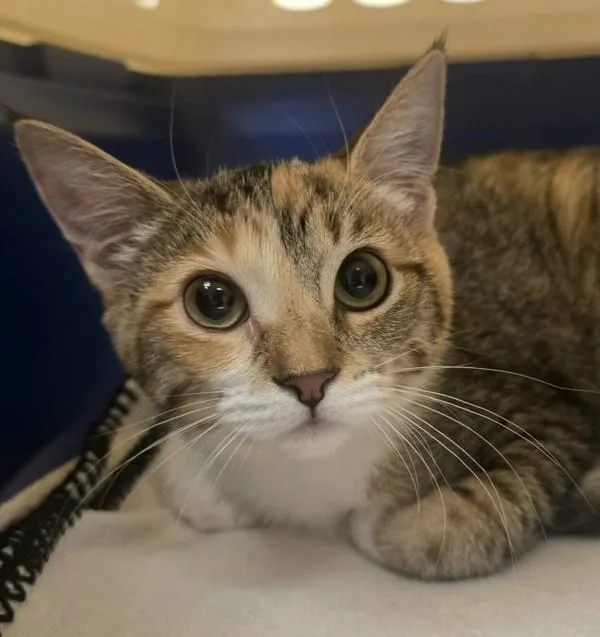 A baby small-sized female Domestic Short Hair cat named Nutmeg for adoption in Oakland, CA