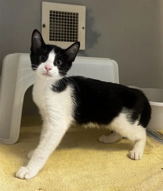 A baby small-sized female Domestic Short Hair cat named Half Baked for adoption in Statesville, NC