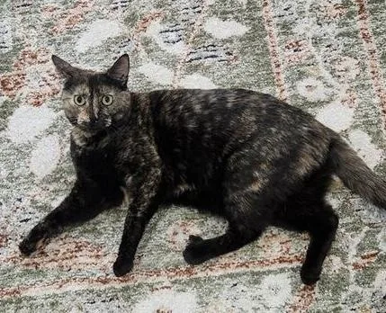 An adult medium-sized female Tortoiseshell Domestic Short Hair cat named Mocha for adoption in East Hanover, NJ