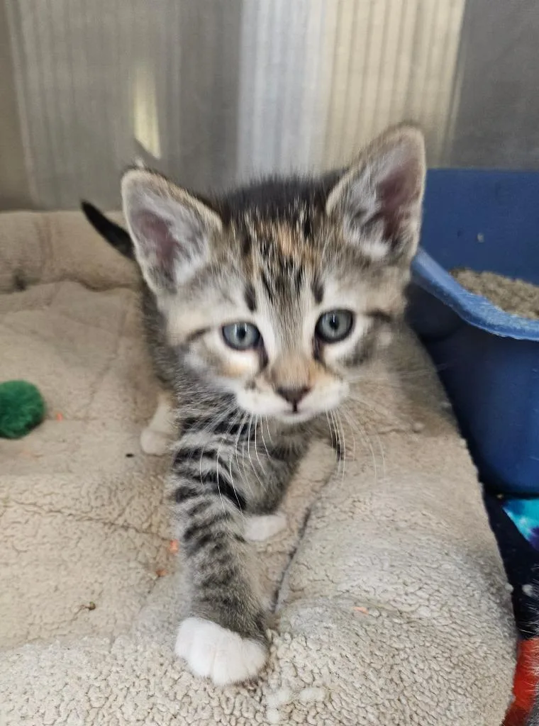 A baby small-sized female Domestic Short Hair cat named Maple for adoption in Coupeville, WA