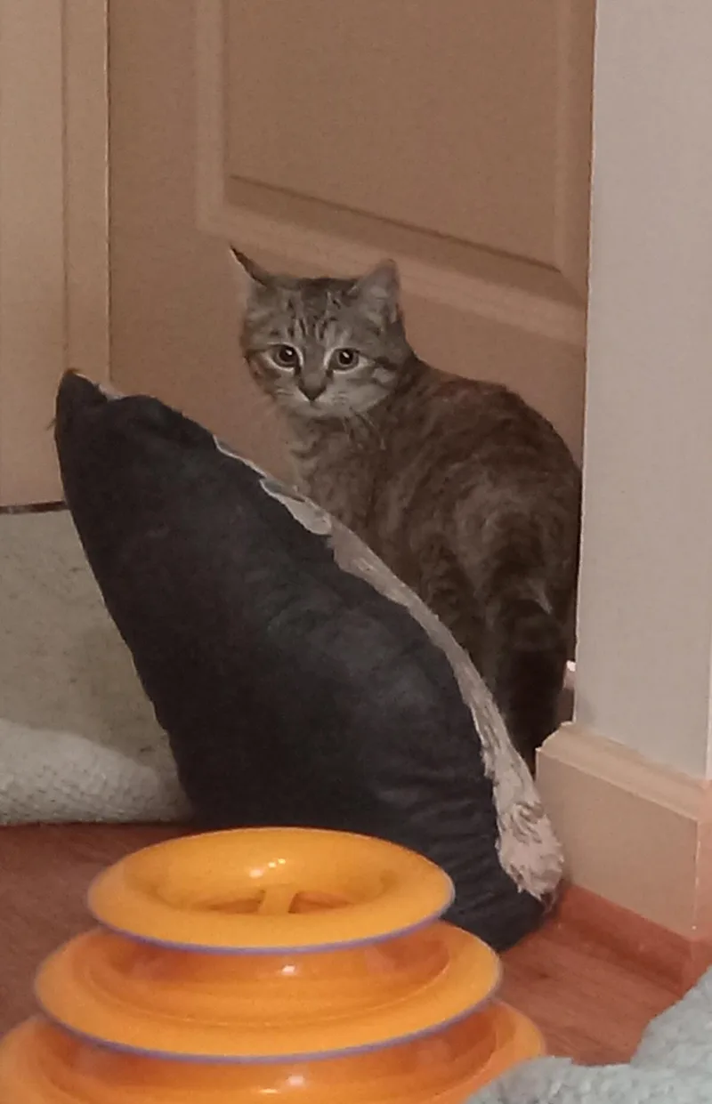 A baby small-sized female Tabby (Tiger Striped) Domestic Short Hair cat named Atalanta for adoption in Grifton, NC