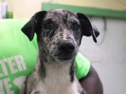 A baby medium-sized female Catahoula Leopard Dog dog named Helena for adoption in Picayune, MS