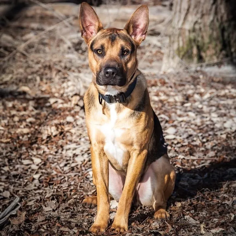 Guinness Irish thumbnail 4