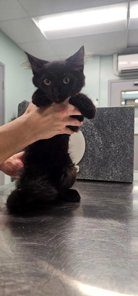 A baby small-sized male Domestic Long Hair cat named Freddie for adoption in Athens, TN
