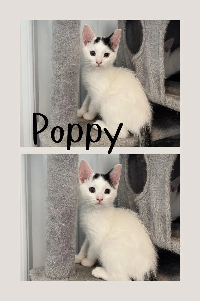 Poppy