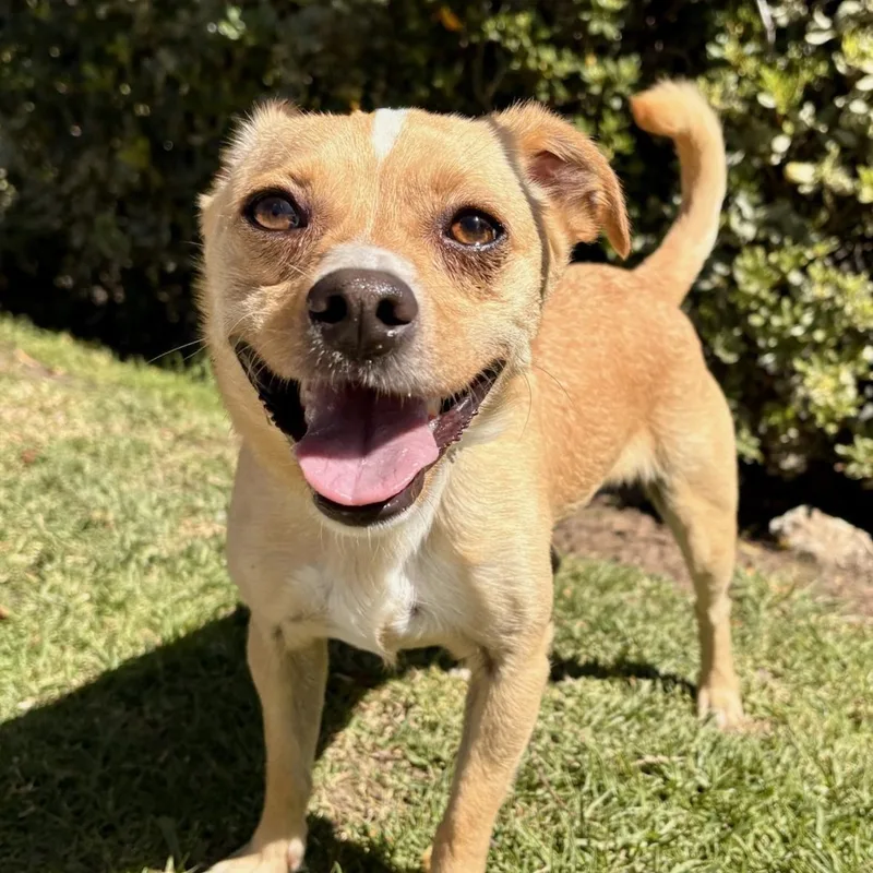 An adult small-sized male Chihuahua dog named Ace Hardware for adoption in Newport Beach, CA