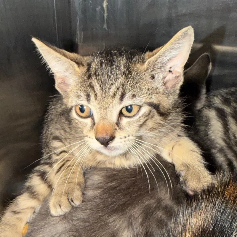 A baby small-sized male Brown / Chocolate Domestic Short Hair cat named Walmart for adoption in Morganton, NC