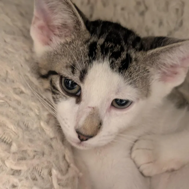 A baby small-sized male Gray / Blue / Silver Domestic Short Hair cat named Kona for adoption in Sonoma, CA