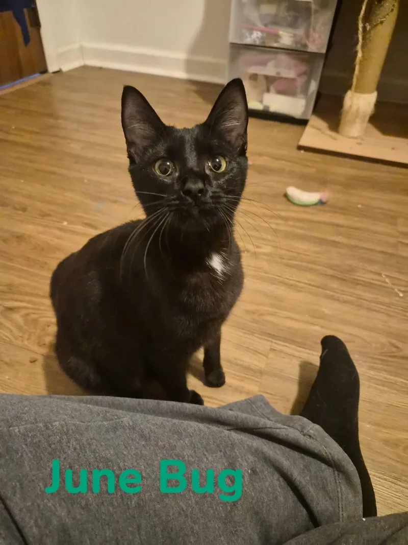 A baby small-sized female Black Domestic Short Hair cat named June Bug for adoption in Clarksville, TN
