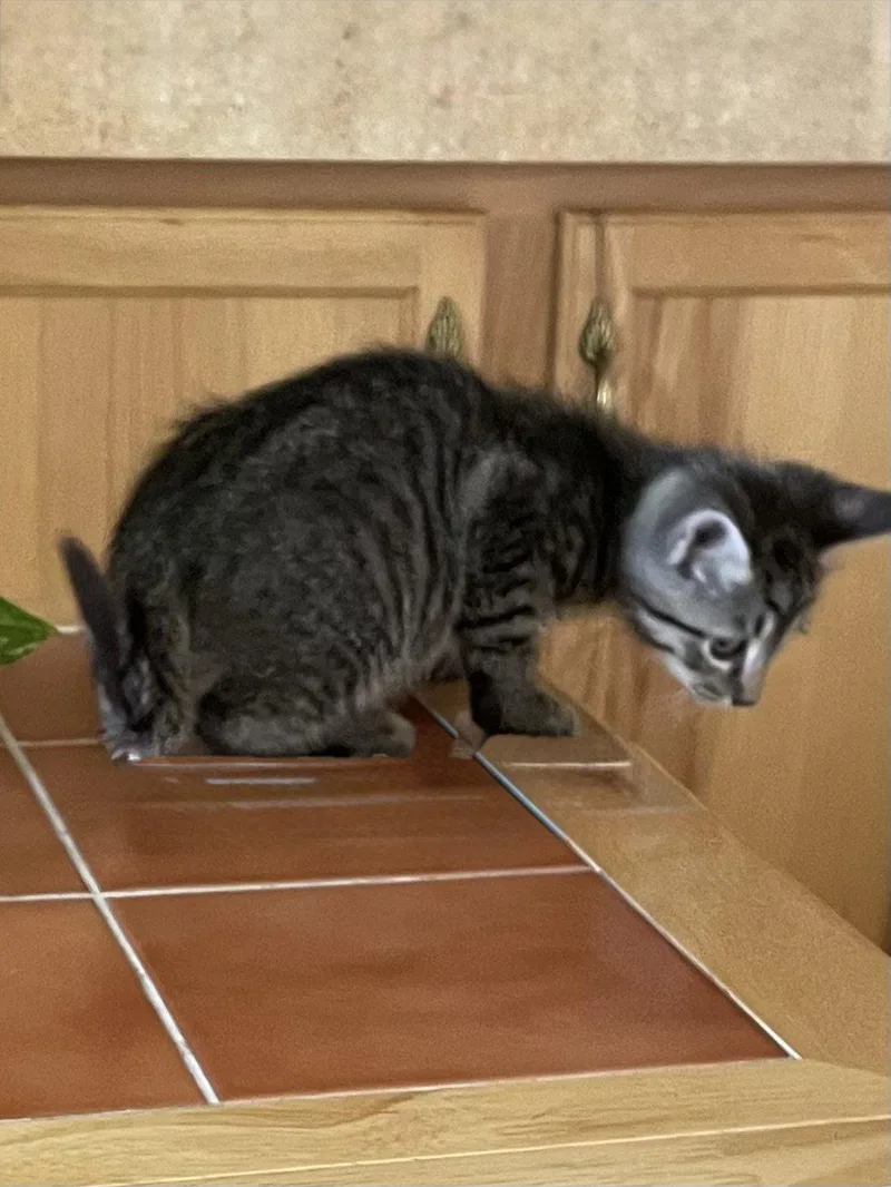 A baby medium-sized male Domestic Medium Hair cat named Ace for adoption in Tonawanda, NY