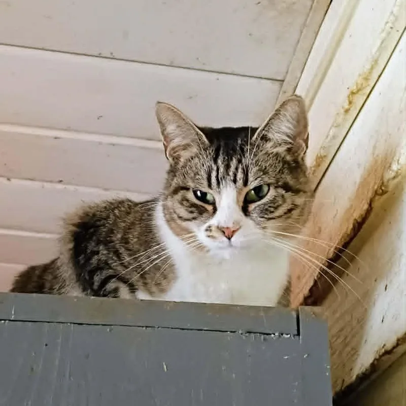 An adult medium-sized female Domestic Short Hair cat named Andy for adoption in Mountain City, TN
