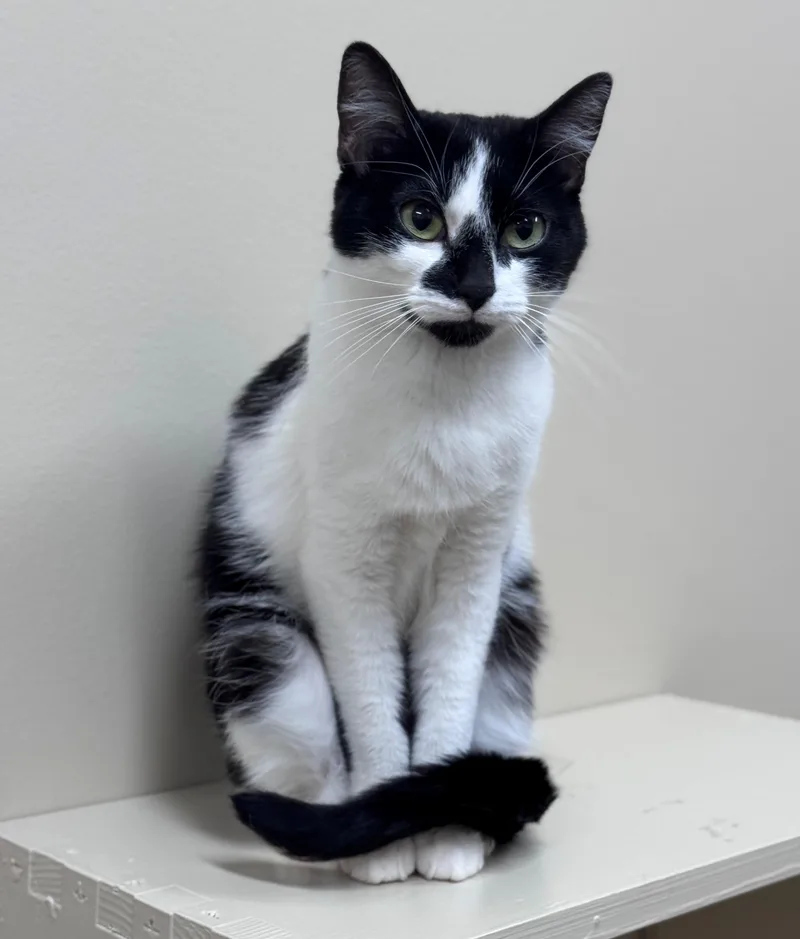 A young small-sized female Black Domestic Short Hair cat named Aria for adoption in Hackensack, MN