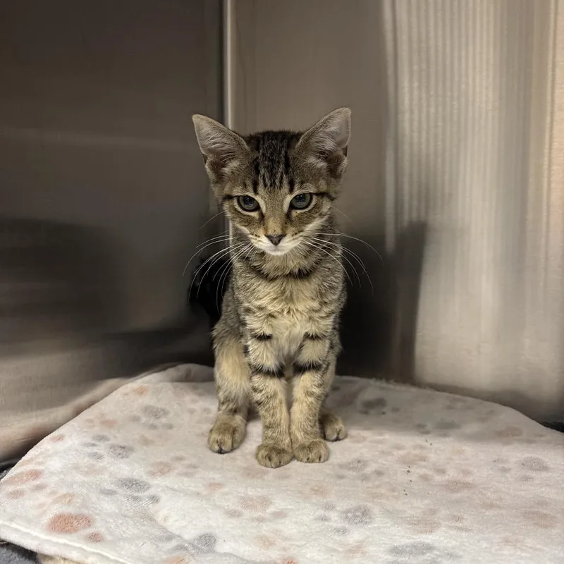 A baby small-sized female Gray / Blue / Silver Domestic Short Hair cat named Penny for adoption in Knoxville, TN