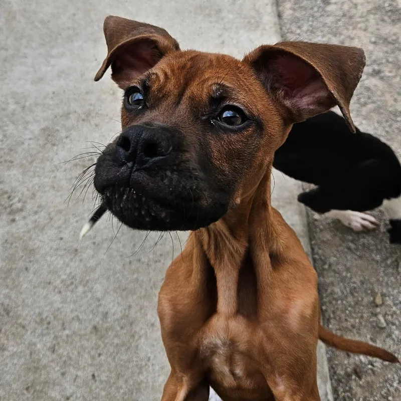 A young small-sized male Brown / Chocolate Boxer dog named Scrappy Doo for adoption in Independence, KS