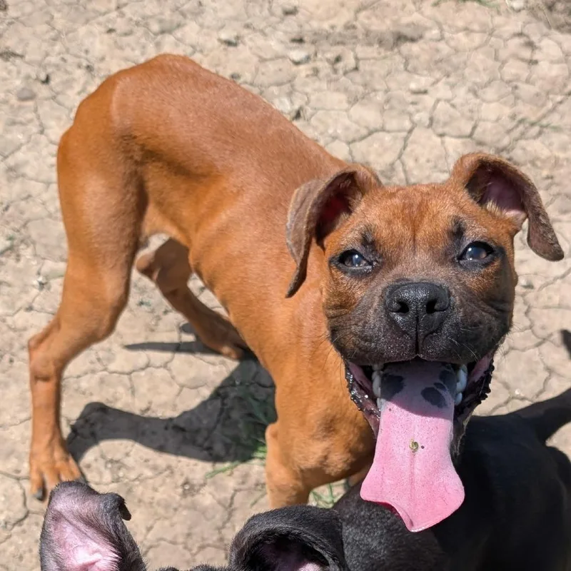 Scrappy Doo thumbnail 2