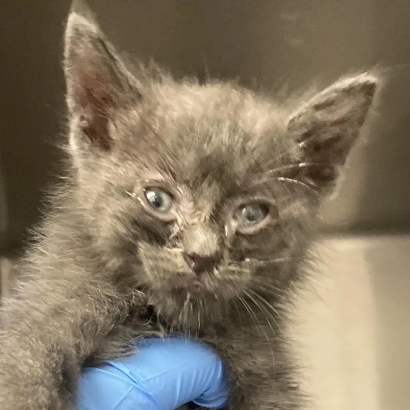 A baby small-sized male Gray / Blue / Silver Domestic Medium Hair cat named Xanadu for adoption in Branford, CT