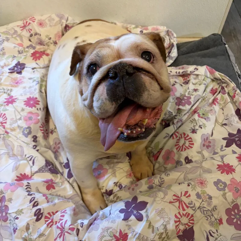 A senior large-sized female White / Cream English Bulldog dog named Tutty for adoption in Weimar, CA