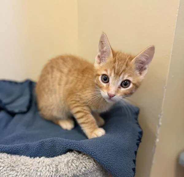 A baby small-sized male Domestic Short Hair cat named Riley for adoption in Monterey, CA