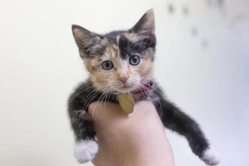 A baby small-sized female Calico cat named Spring for adoption in Mountain Home, AR