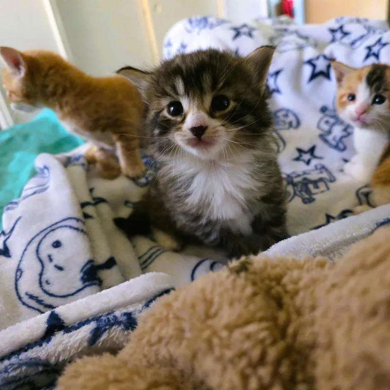 A baby small-sized male Tabby (Brown / Chocolate) Domestic Long Hair cat named Simba for adoption in Piscataway, NJ