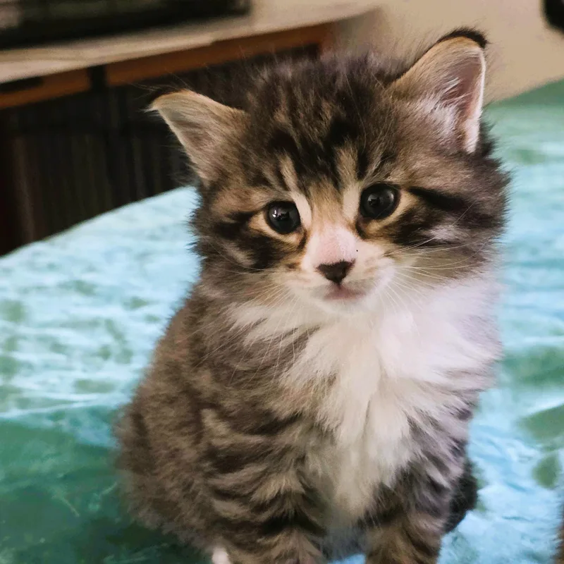 Simba thumbnail 2