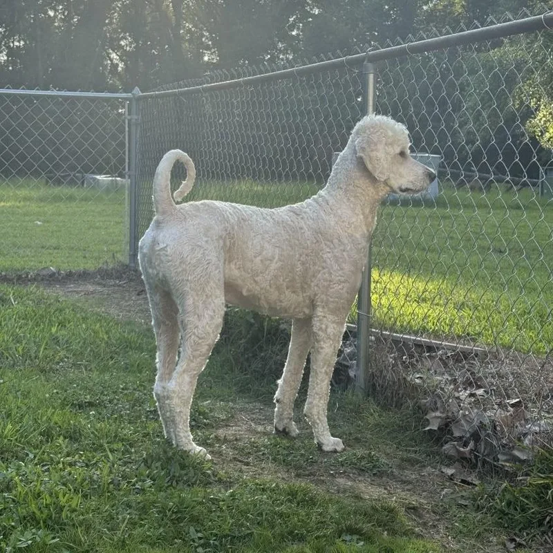 An adult large-sized male White / Cream Labrador Retriever dog named Murphy for adoption in New Orleans, LA