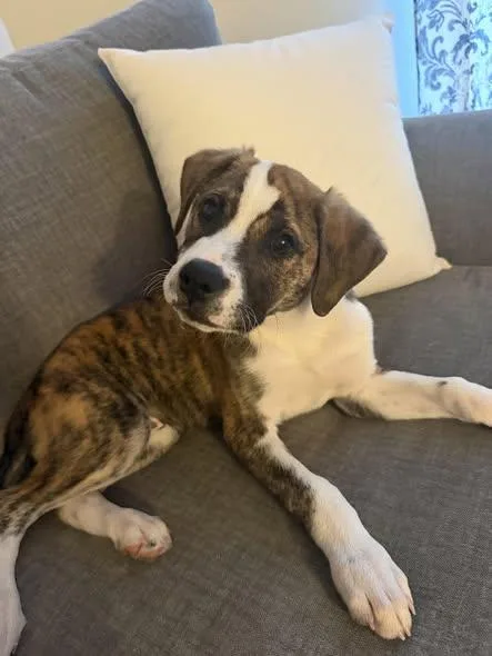 A baby large-sized male Hound dog named Dart for adoption in Palatine, IL